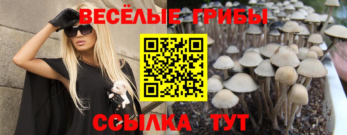 Псилоцибиновые грибы прущие грибы Моздок